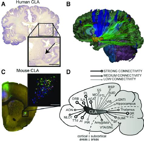 The location and connectivity of the claustrum. (A) Nissl stained human ...