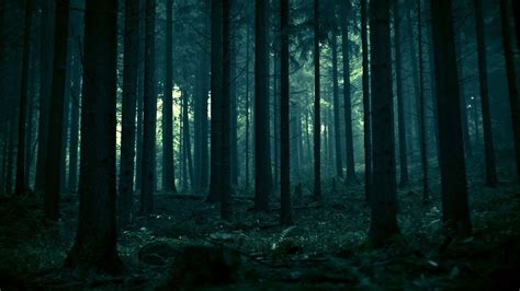 Dark Forest Wallpapers - Wallpaper Cave