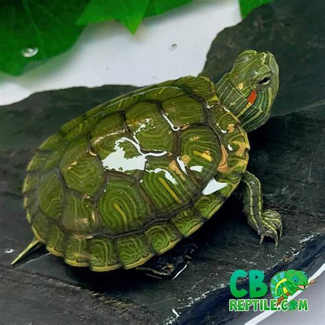 Red Eared slider turtle for sale online baby slider turtles for sale ...