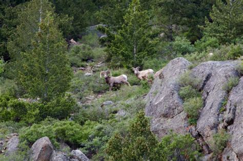 Georgetown Lake, Colorado Guide: Wildlife Spotting, Fishing, & Hiking ...