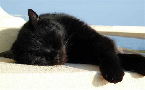 Free photo: Sleeping Black Cat - Black, Cat, Kitten - Free Download ...