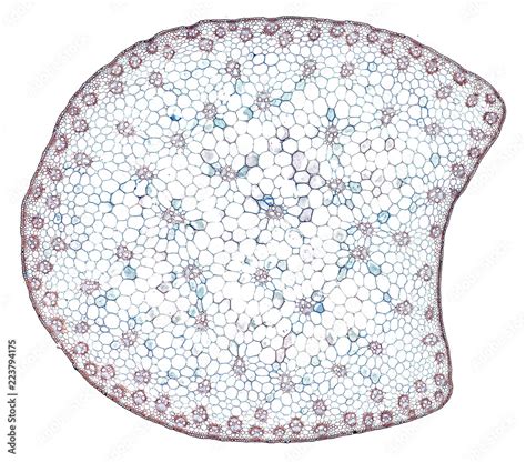 monocot stem - cross section cut under the microscope – microscopic ...