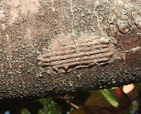 Virginia Fruit Insect Updates: First hatch of spotted lanternfly eggs