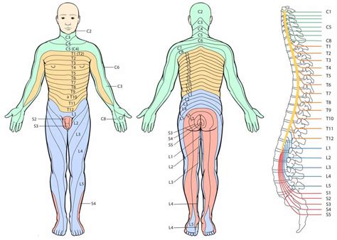 Dermatomes And Myotomes: Upper & Lower Limb » How To Relief 2FD