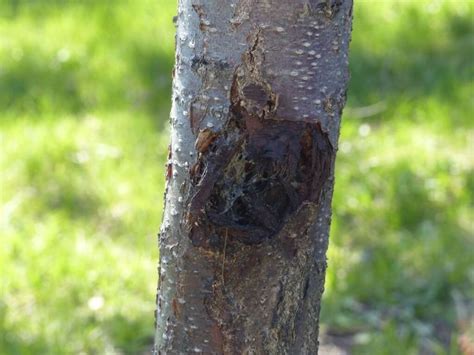 How to deal with bacterial canker in cherry trees