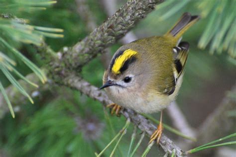 GoldCrest | The goldcrest is britains Smallest bird. Karen s… | Flickr