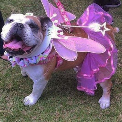 English Bulldog | Bulldog halloween costumes, Bulldog costume, Bulldog