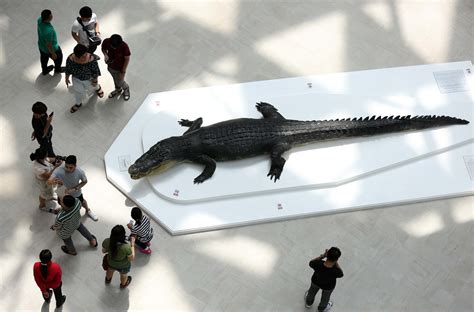 ‘Lolong’ back as star at Nat’l Museum of Natural History | Inquirer News