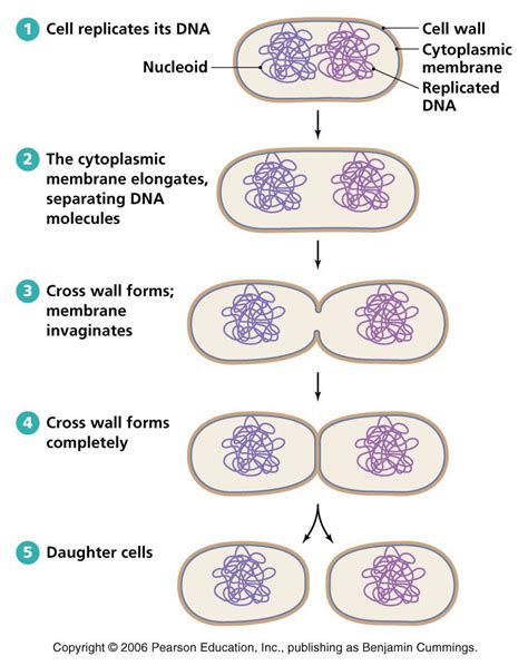 Mitosis - Maggie's Science Connection