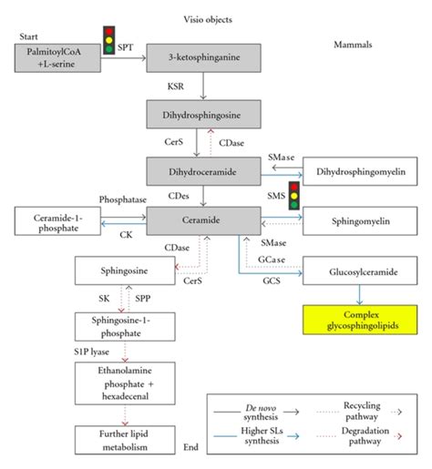 A simplified diagram of sphingolipid metabolism in mammals. The key ...