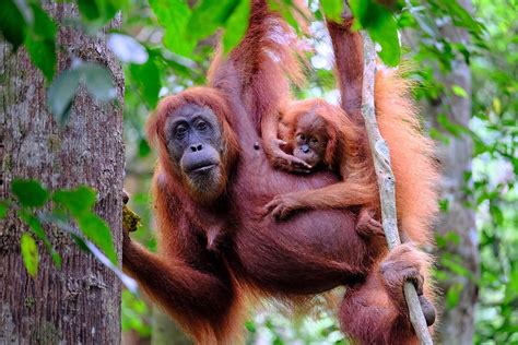 Orangutan - Social, Intelligent, Endangered | Britannica