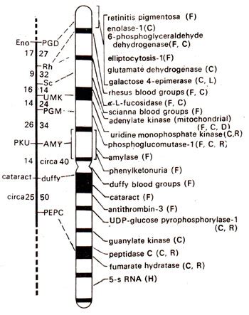 Chromosome mapping in humans (including RFLPs, etc.) | Human Genetics ...