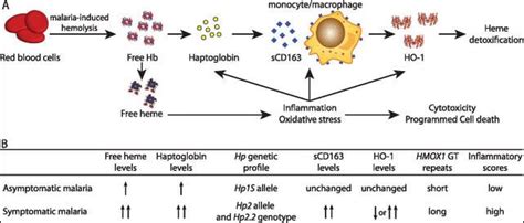 What is Haptoglobin? Test, Low, High, Elevated, Definition, Procedure