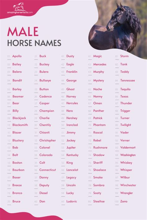 777+ Male Horse Names for Your Stallion