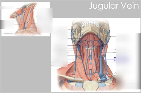 Jugular Vein Diagram | Quizlet