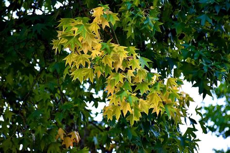 Oregon fall foliage latest map and forecast: Colors starting to turn in ...