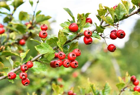 5 Essential Health Benefits of Hawthorn Berry - EcoWatch