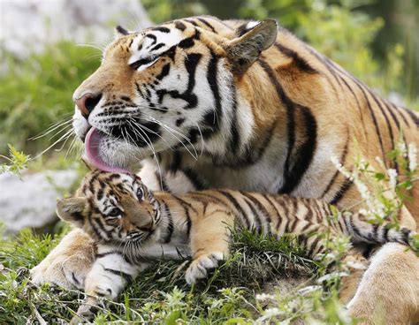 Amurskaya, a Siberian tiger, licks one of its cub at the St-Felicien ...