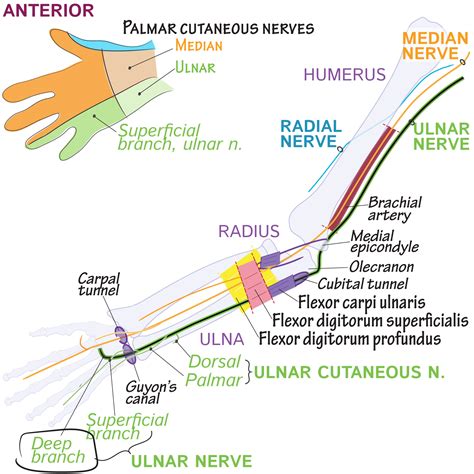 Gross Anatomy Glossary: Deep branch (of ulnar nerve) | Draw It to Know It