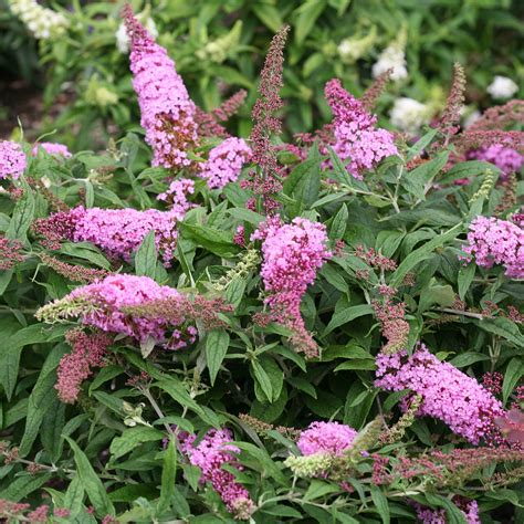 Buddleia PUGSTER PINK - Buy Butterfly Bush Shrubs Online