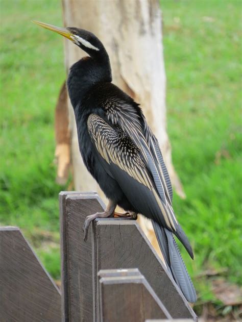 The 86 best Australian Water Birds images on Pinterest | Aqua ...