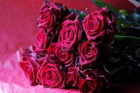 Rose Flower Bouquet Hd Pictures | Best Flower Site