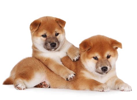 #1 | Shiba Inu Puppies For Sale In Dallas TX | Uptown