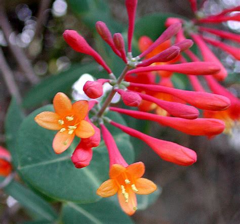 Wildflower of the Year 2014 Coral honeysuckle, (Lonicera sempervirens ...