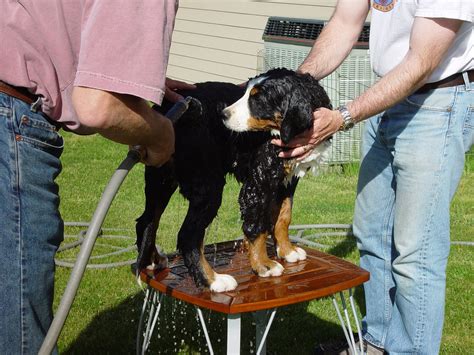 How to Give a Dog a Bath : 4 Steps (with Pictures) - Instructables