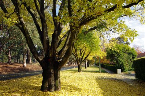 10 Species of Elm Trees