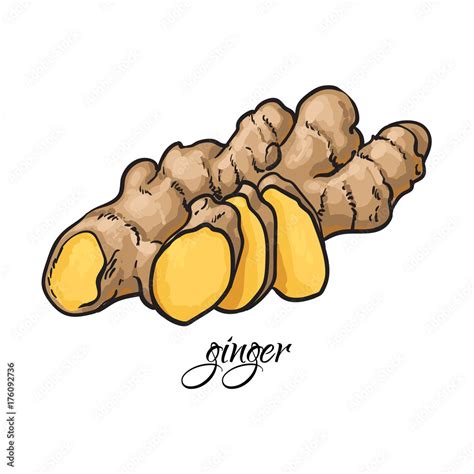 Hand drawn fresh ginger root with caption, sketch style vector ...