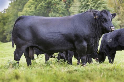 Semen Catalogue - Aberdeen-Angus Cattle Society