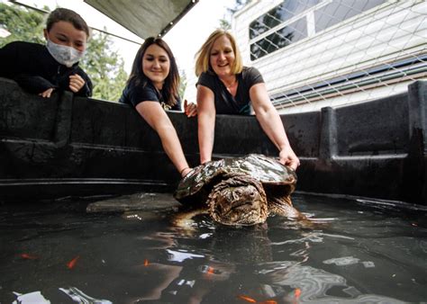 Oh snap: Pet store rescues giant turtle | South Whidbey Record