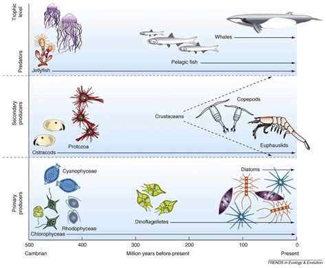 The evolution of pelagic food chains from the Cambrian (simple food ...