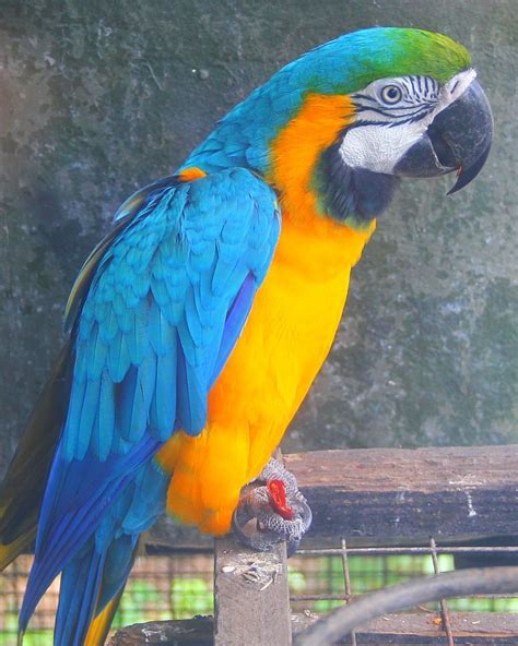 One of the lovely, colourful birds at Barbados Wildlife Reserve ...