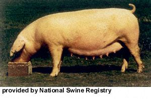 American Landrace Swine | Oklahoma State University