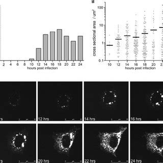 Time course analysis of inclusion body formation. (A) Onset of ...