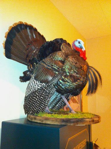 More on that 4-beard turkey arrowed in Onondaga County | syracuse.com