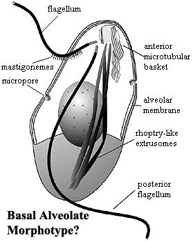 Alveolate - Alchetron, The Free Social Encyclopedia