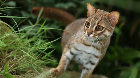 Rusty-spotted Cat | Great Cats World Park