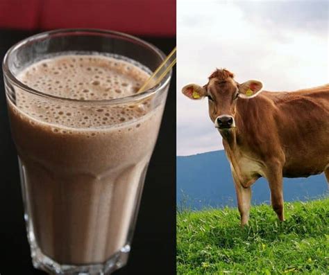 Millions of Americans Think That Chocolate Milk Comes From B