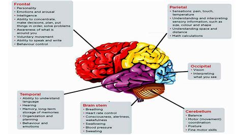 Brain Parts And Functions : Yasemin's extended project: Understanding ...