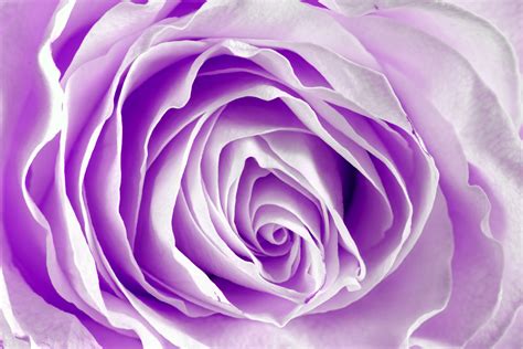 Lavender Rose - Wallpaper, High Definition, High Quality, Widescreen