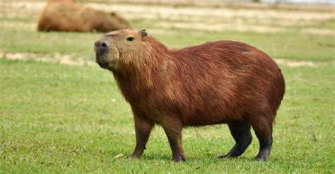 Pet Capybara