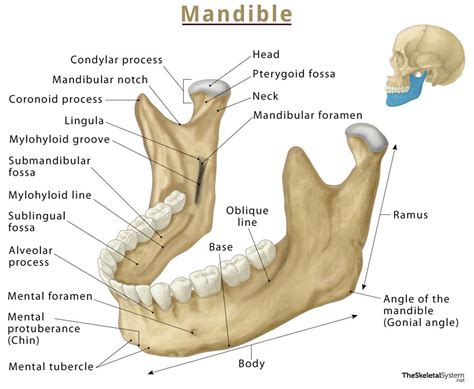 Mandible (Lower Jaw Bone) – Location, Functions, & Anatomy