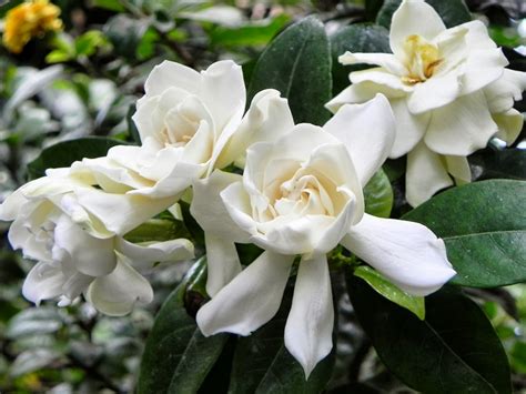 Romantic Flowers: Gardenia Flower