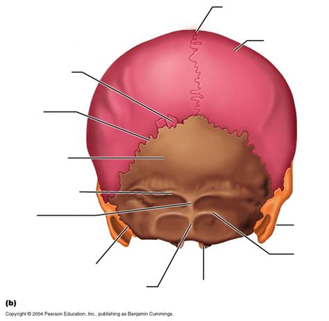 Posterior View of Skull diagram Diagram | Quizlet