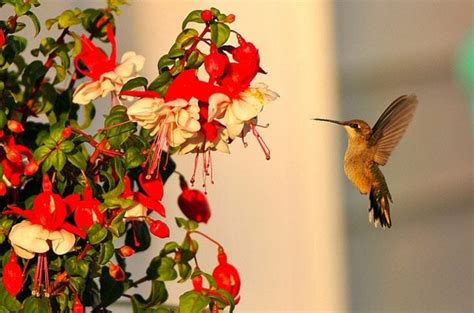 Using Nectar Flowers to Attract Hummingbirds - Birds & Blooms