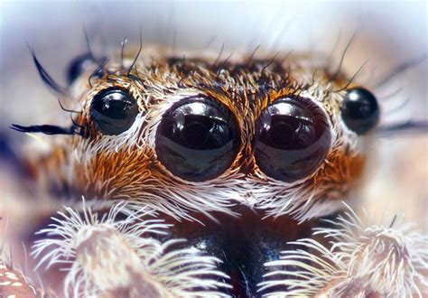 How Many Eyes Does a Spider Have? What Do Spider Eyes Look Like ...