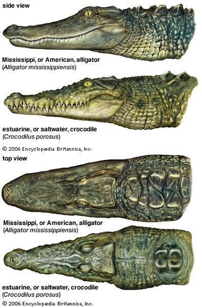 Crocodile vs Alligator. Note the difference in jaw shape (alligator is ...